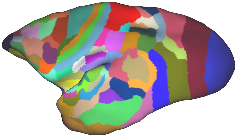 The patches represent anatomical areas in the brain of the marmoset. In Paxinos et al. (2011) The Marmoset Brain in Stereotaxic Coordinates.