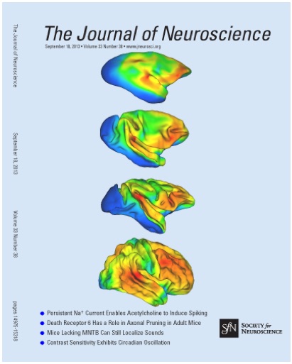 This figure illustrating brain areas that are expanded in the course of evolution was used as the cover of the 18 September 2013 issue of The Journal of Neuroscience.  In Chaplin et al. (2013) Journal of Neuroscience 33: 15120-15125.