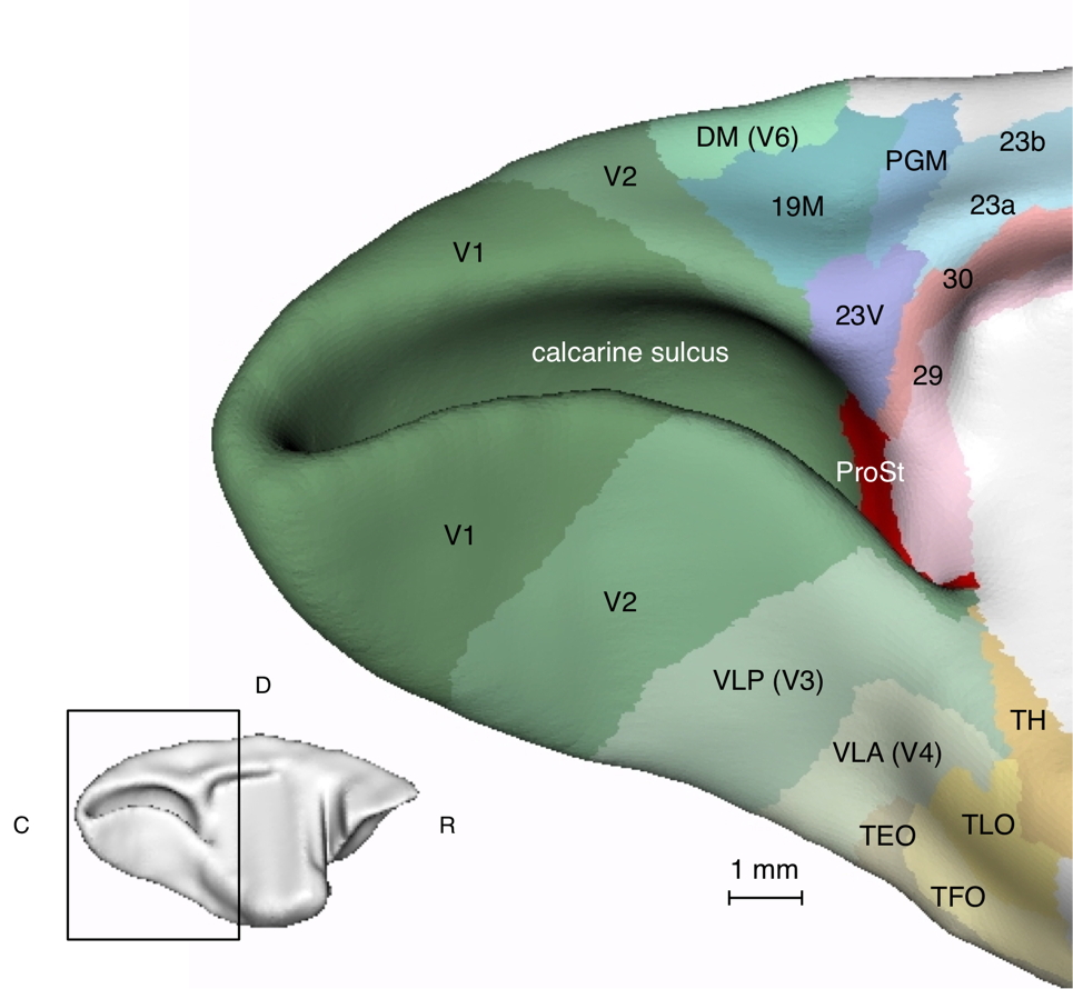 An illustrations of the anatomical subdivisions of the medial surface of the primate brain. 3D models of the cortical areas were traced from histological images and rendered in ParaView (In Yu et al., 2012, Current Biology 22: 1351-1357)